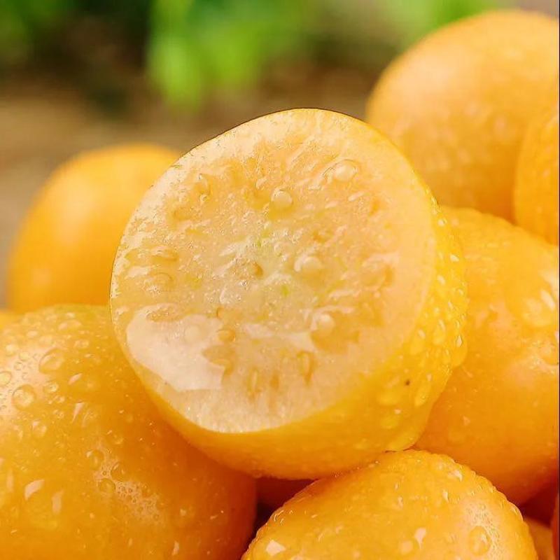 东北甜姑茑果新鲜灯笼果黄姑娘果大量供应品质优可视频看货