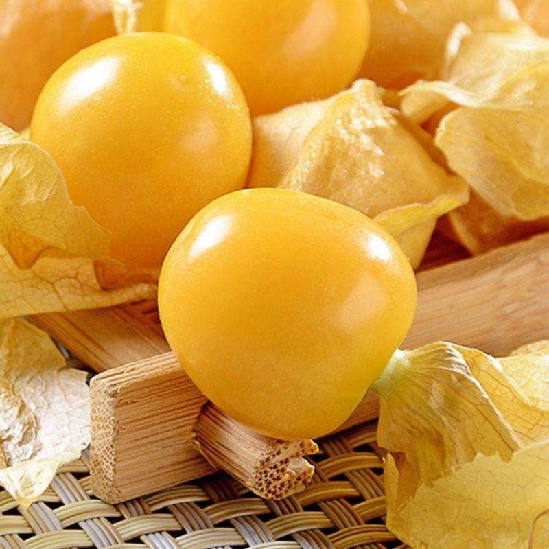 东北甜姑茑果新鲜灯笼果黄姑娘果大量供应品质优可视频看货