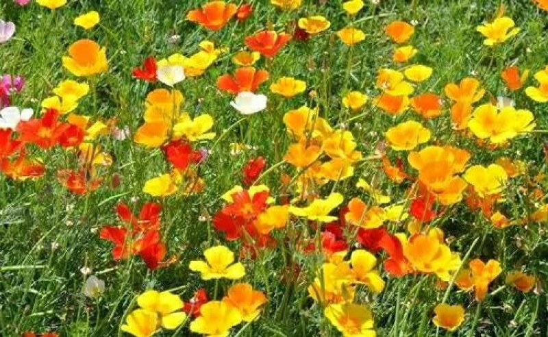 花菱草种子多年生宿根花卉种子混色景观庭院花海种植