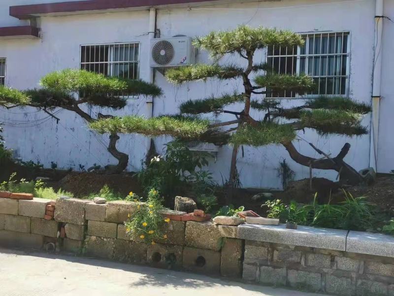 【精选】造型黑松造型油松造型景观松迎客松（假植树）