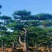 【精选】造型黑松造型油松造型景观松迎客松（假植树）