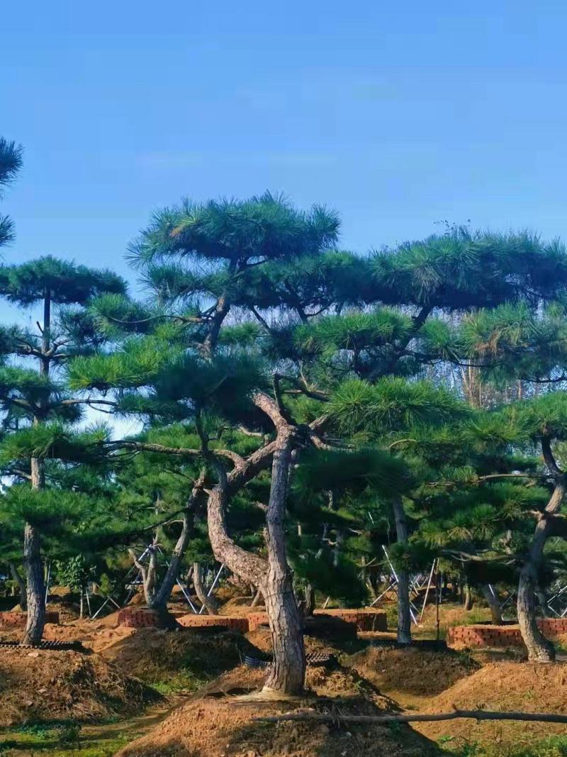 【精选】造型黑松造型油松造型景观松迎客松（假植树）