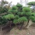 【精选】造型黑松造型油松造型景观松迎客松（假植树）