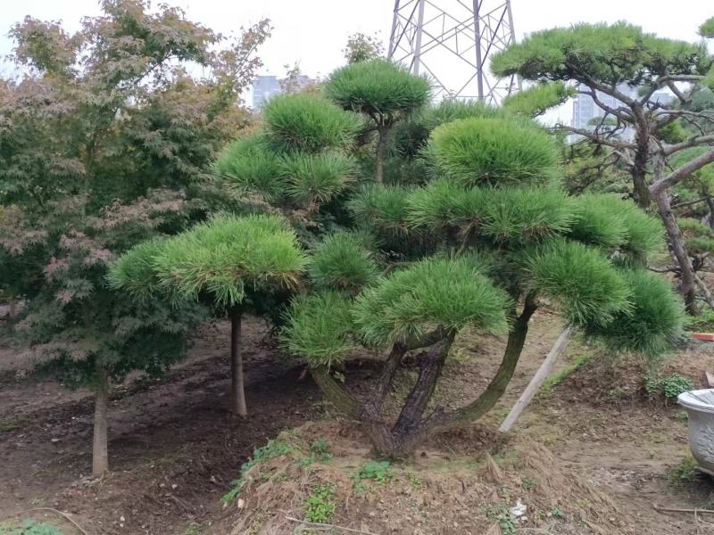 【精选】造型黑松造型油松造型景观松迎客松（假植树）