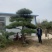 【精选】造型黑松造型油松造型景观松迎客松（假植树）