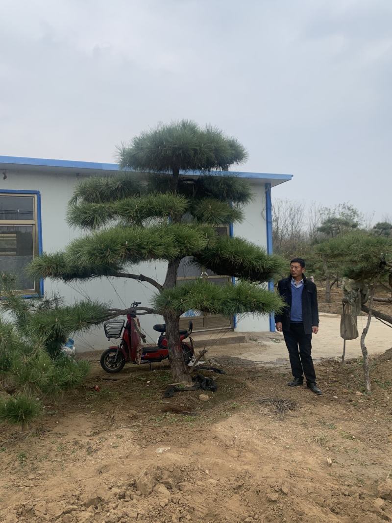 【精选】造型黑松造型油松造型景观松迎客松（假植树）