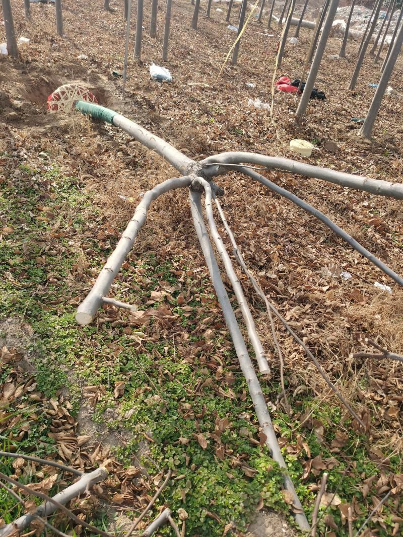 栾树河南货源规格齐全南栾价格优惠