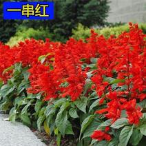 一串红种子炮仗红花籽莎莎串紫盆栽易种活春夏秋播多年生花种