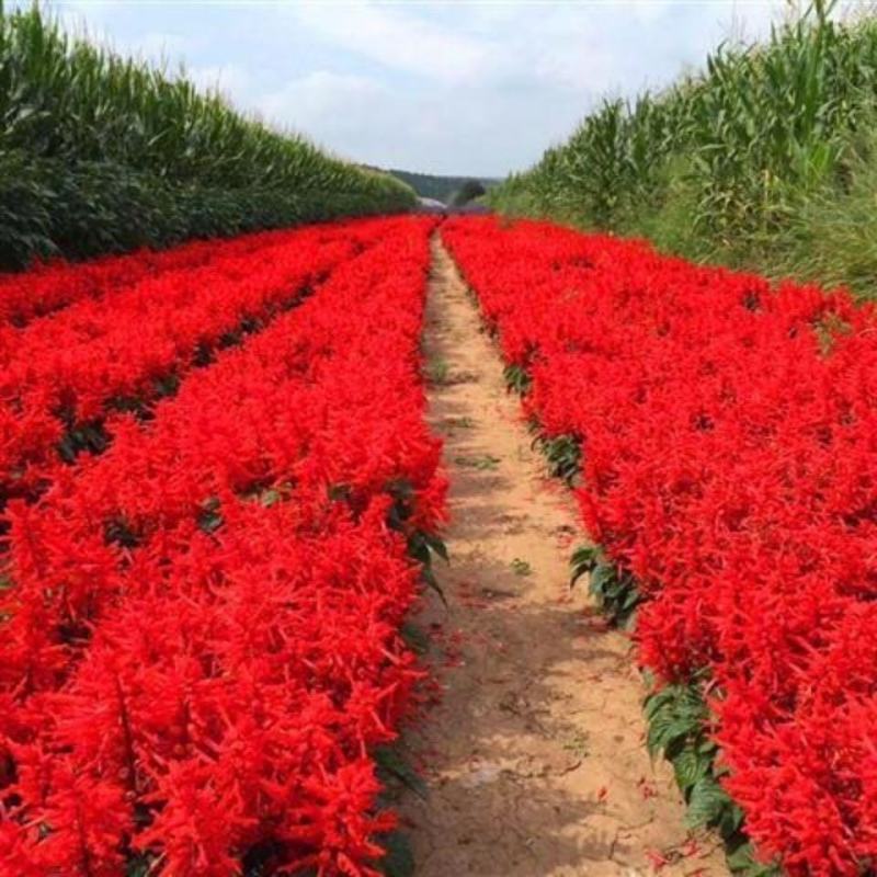 一串红种子炮仗红花籽莎莎串紫盆栽易种活春夏秋播多年生花种