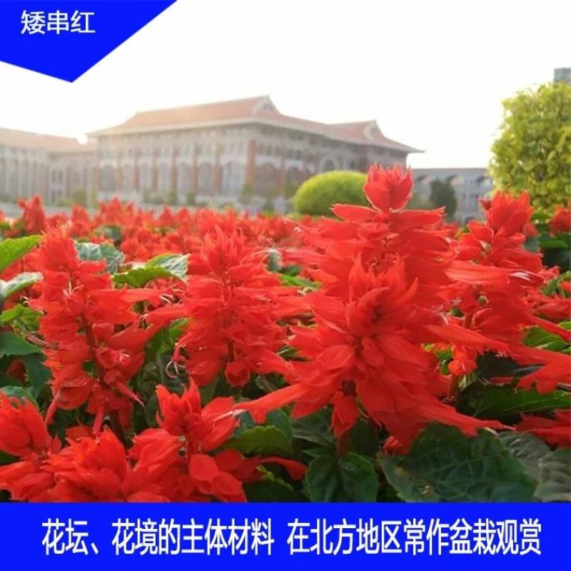 一串红种子炮仗红花籽莎莎串紫盆栽易种活春夏秋播多年生花种
