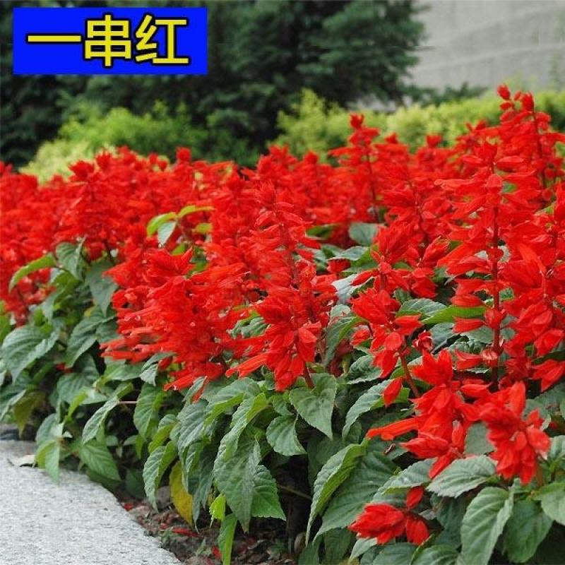 一串红种子炮仗红花籽莎莎串紫盆栽易种活春夏秋播多年生花种