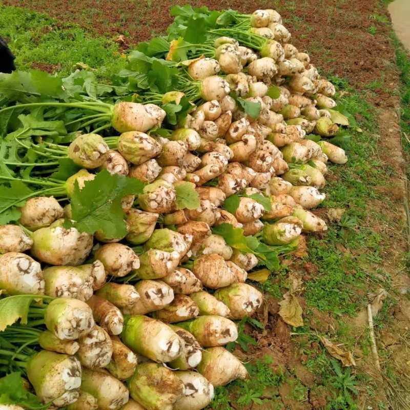 大头菜、日本光头芥菜头、千亩基地大量出货中