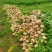 大头菜、日本光头芥菜头、千亩基地大量出货中