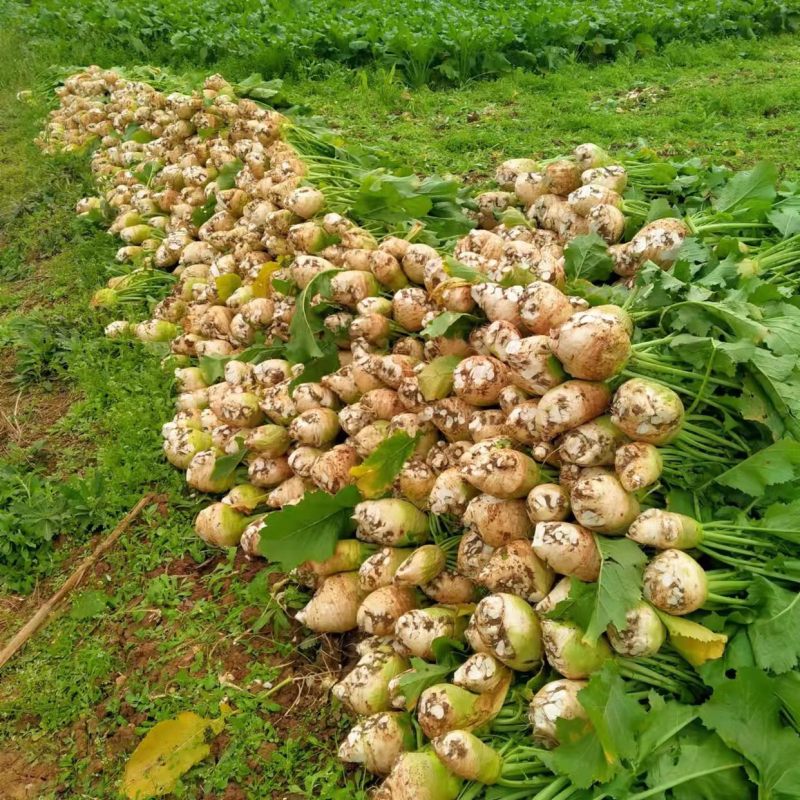 大头菜、日本光头芥菜头、千亩基地大量出货中
