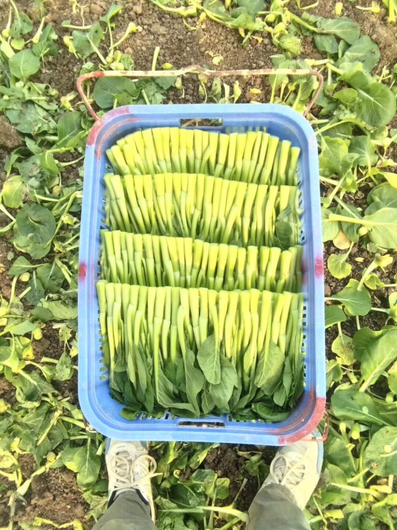 菜心，芥蓝，苏州请，基地直发，长年供应