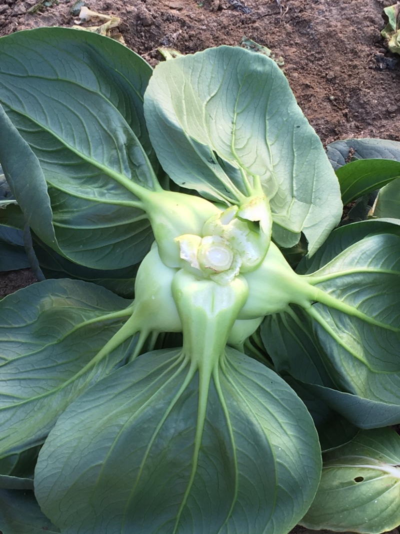 菜心，芥蓝，苏州请，基地直发，长年供应