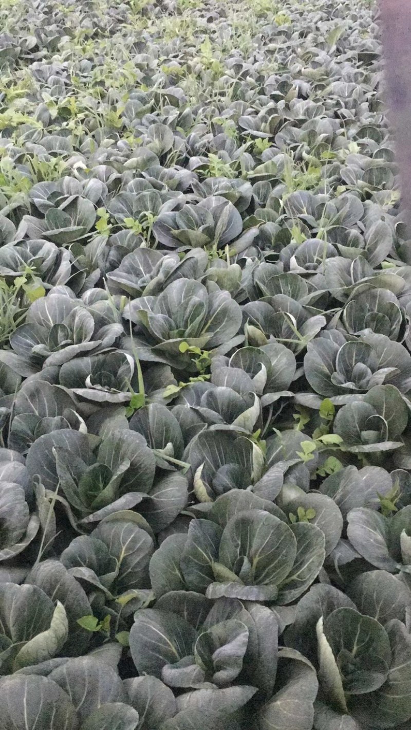 菜心，芥蓝，苏州请，基地直发，长年供应