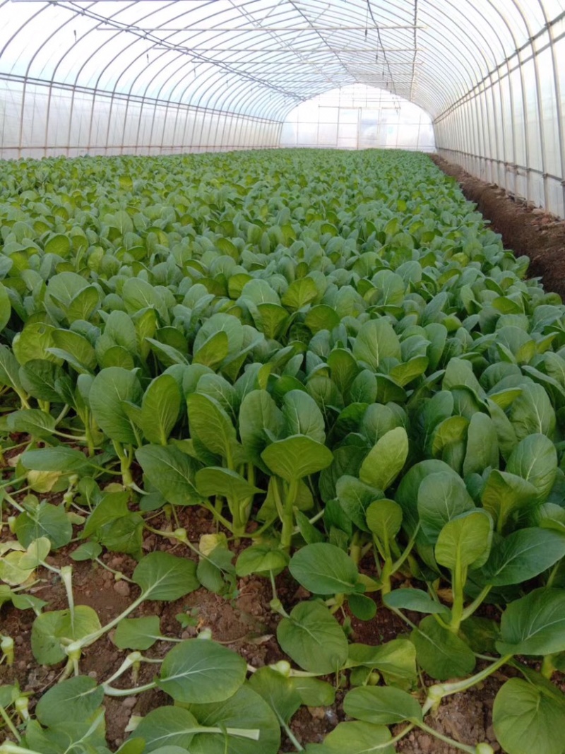 菜心，芥蓝，苏州请，基地直发，长年供应