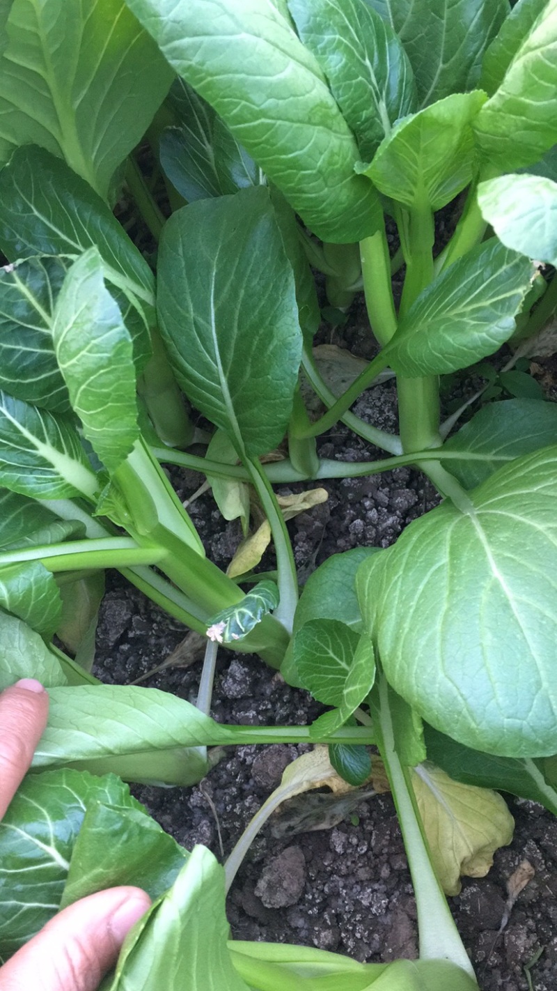 菜心，芥蓝，苏州请，基地直发，长年供应