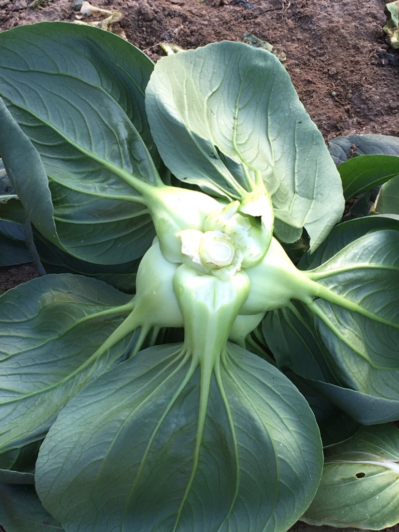 菜心，芥蓝，苏州请，基地直发，长年供应