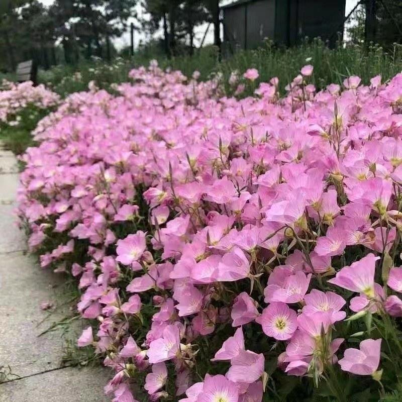 耐旱耐热花期长自身繁殖强美丽月苋草种子月见草花种子四季种