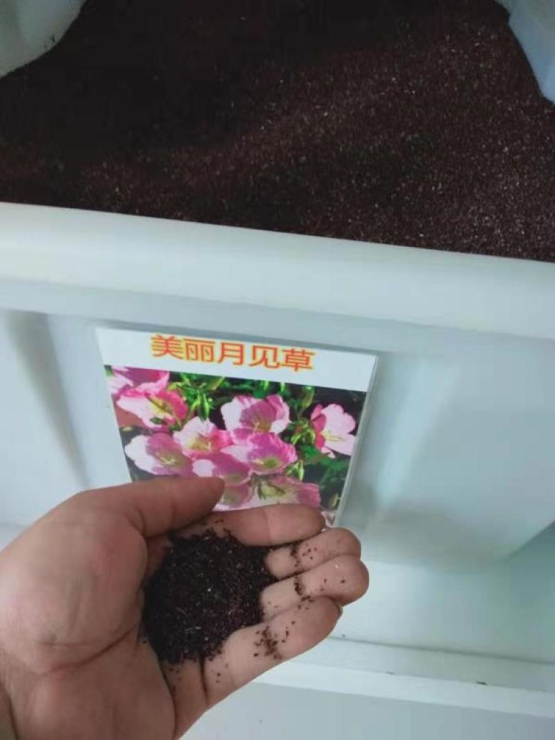 耐旱耐热花期长自身繁殖强美丽月苋草种子月见草花种子四季种
