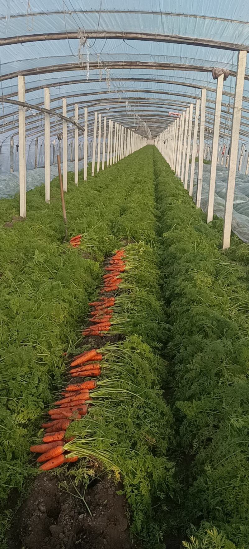 平度胡萝卜，大量上市，车随到随装，量大，三红胡萝卜