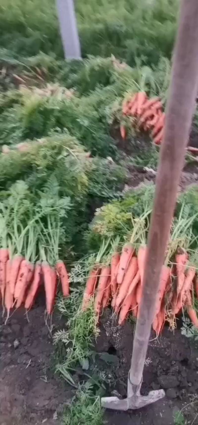 平度胡萝卜，大量上市，车随到随装，量大，三红胡萝卜