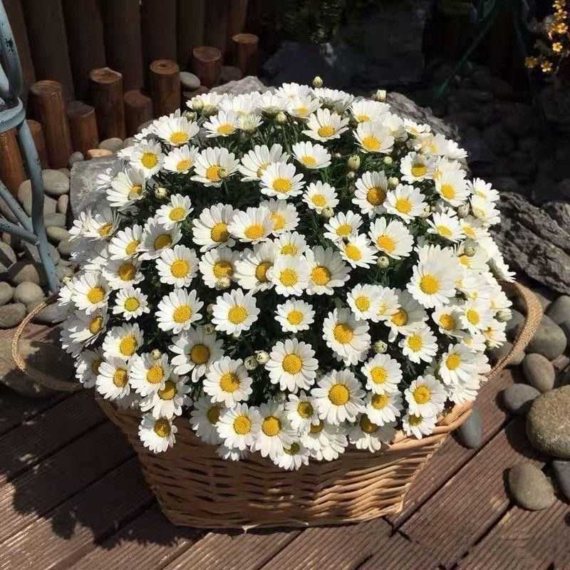 花种子小雏菊种子四季易种易活盆栽苗太阳花花卉种籽子