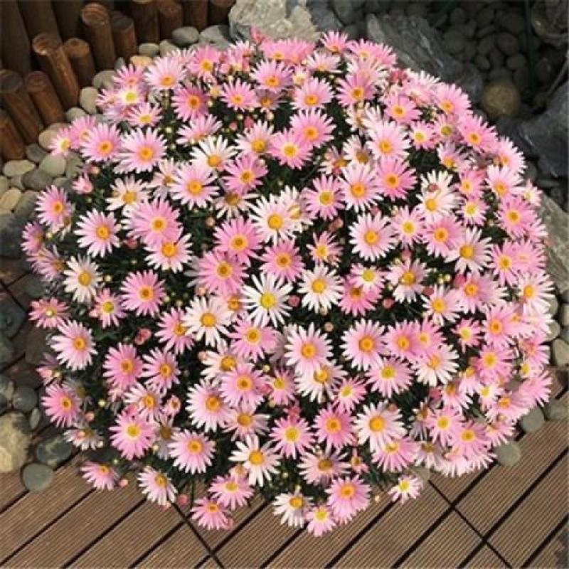 花种子小雏菊种子四季易种易活盆栽苗太阳花花卉种籽子