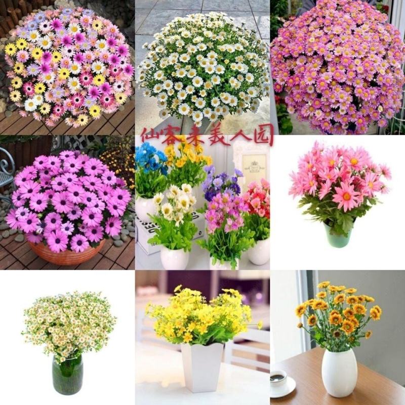 花种子小雏菊种子四季易种易活盆栽苗太阳花花卉种籽子