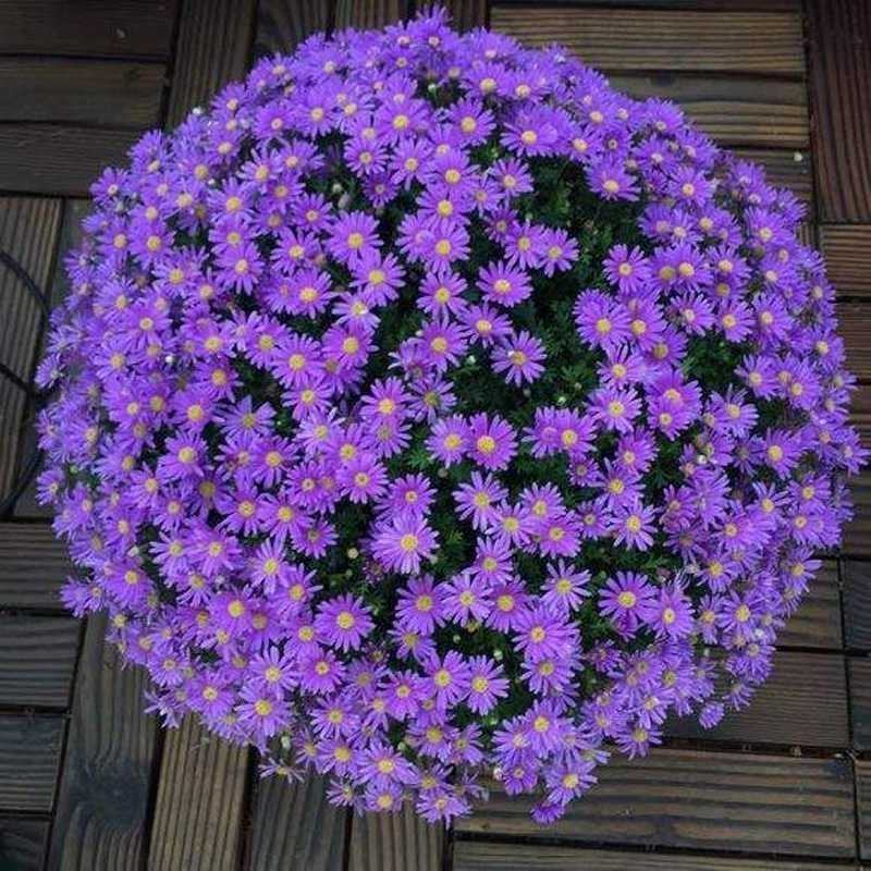 花种子小雏菊种子四季易种易活盆栽苗太阳花花卉种籽子