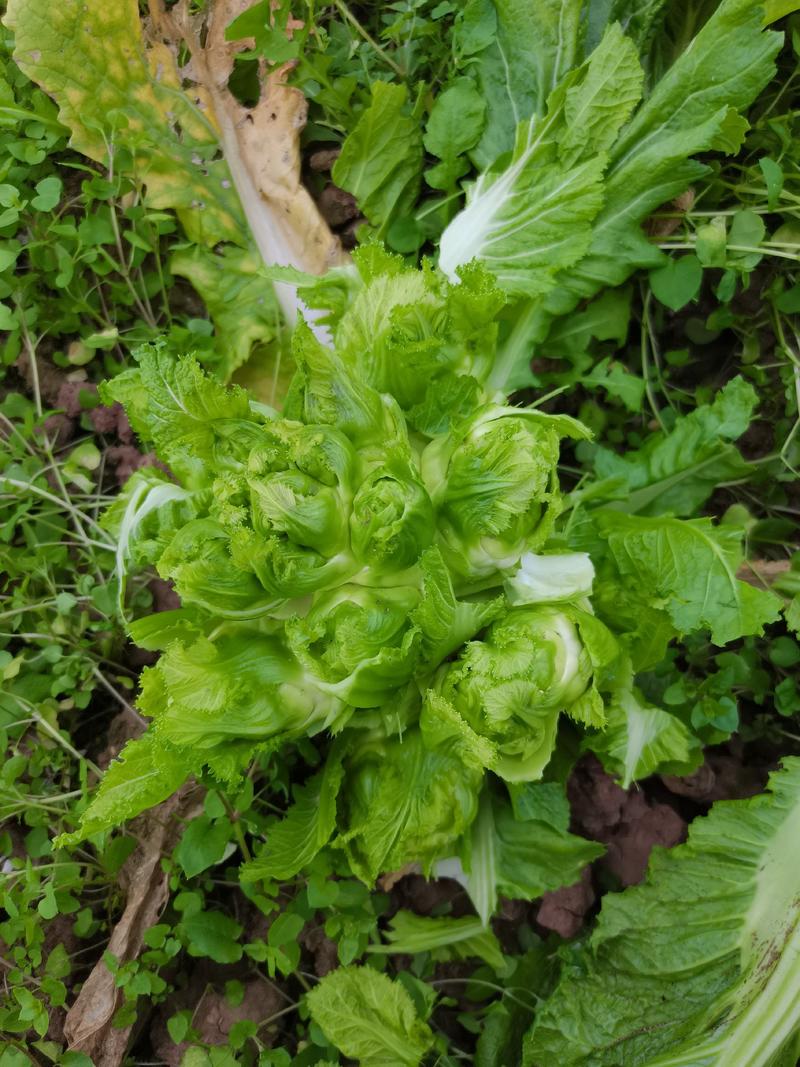 重庆大心儿菜，基地直供，量大从优，欢迎咨询