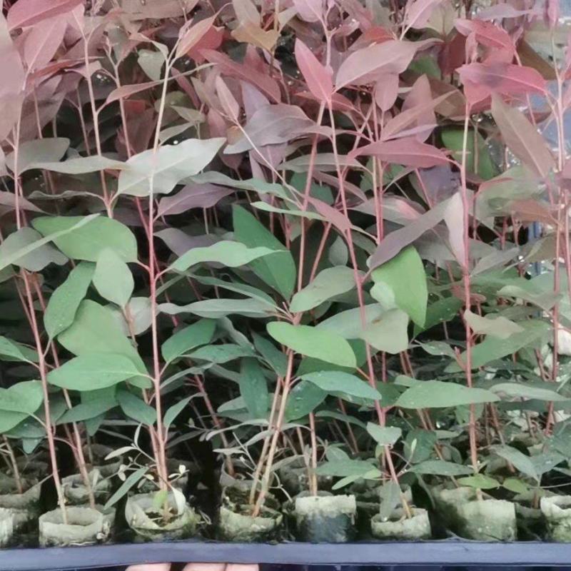 广西桉树苗，种植基地直采直销，精品苗，易成活，欢迎咨询合作