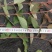 广西桉树苗，种植基地直采直销，精品苗，易成活，欢迎咨询合作