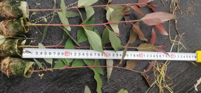 广西桉树苗，种植基地直采直销，精品苗，易成活，欢迎咨询合作