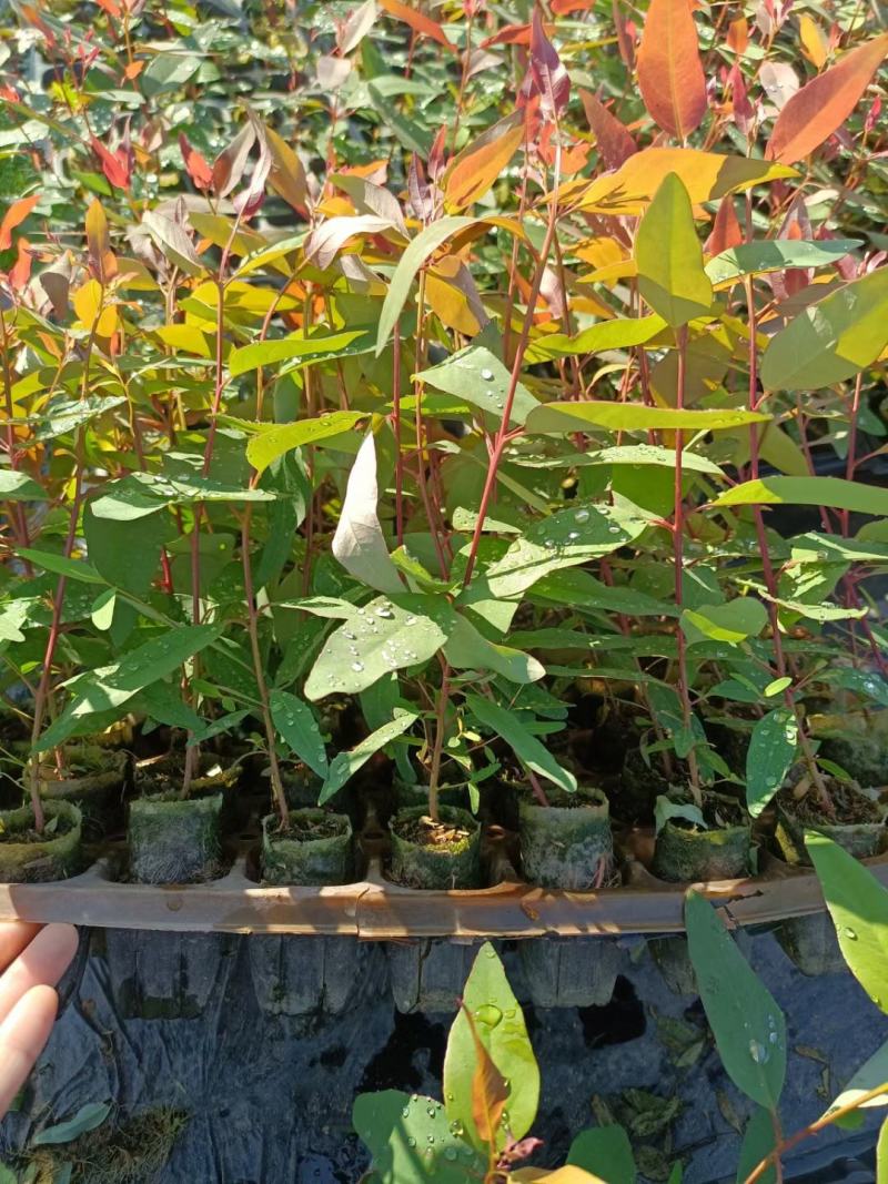 广西桉树苗，种植基地直采直销，精品苗，易成活，欢迎咨询合作