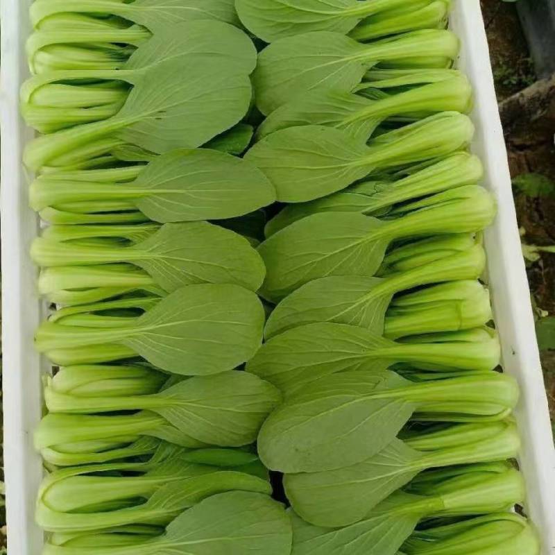 小青菜