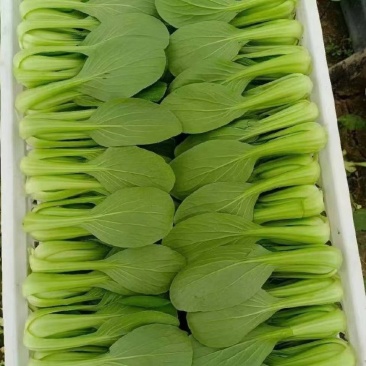 小青菜