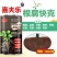 治疗型！哈茨木霉复合菌。烟草、中药材、果树、黄瓜、草莓、