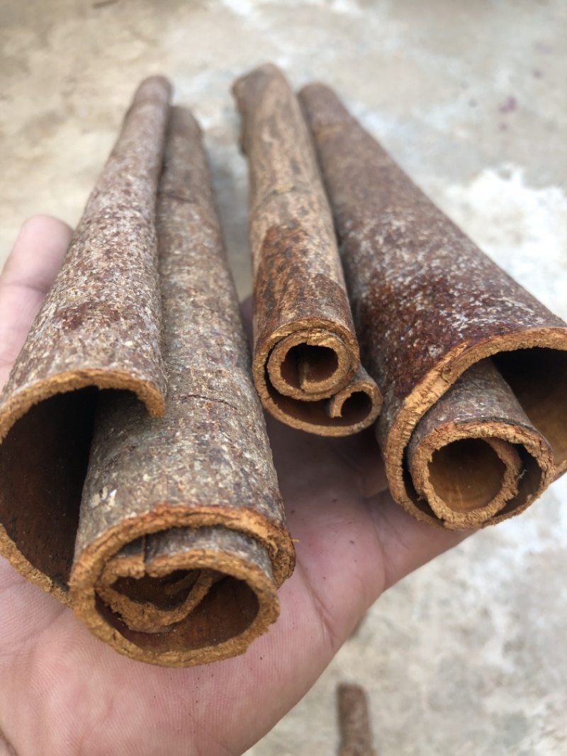 广西厚桂皮大通中通桂碎肉桂全干干净无粉末