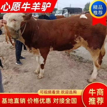 牛犊杂交牛土牛西门塔各种各样的小牛犊