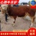 牛犊杂交牛土牛西门塔各种各样的小牛犊