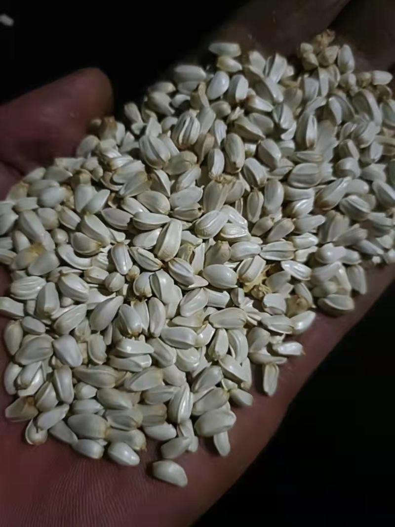 批发优质新货红花籽种子榨油原料出油率高达26%量大价优