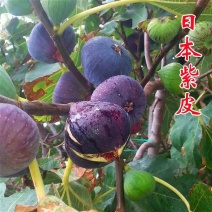 无花果果苗矮化日本紫果特大紫皮无花果北南方种植当年结果