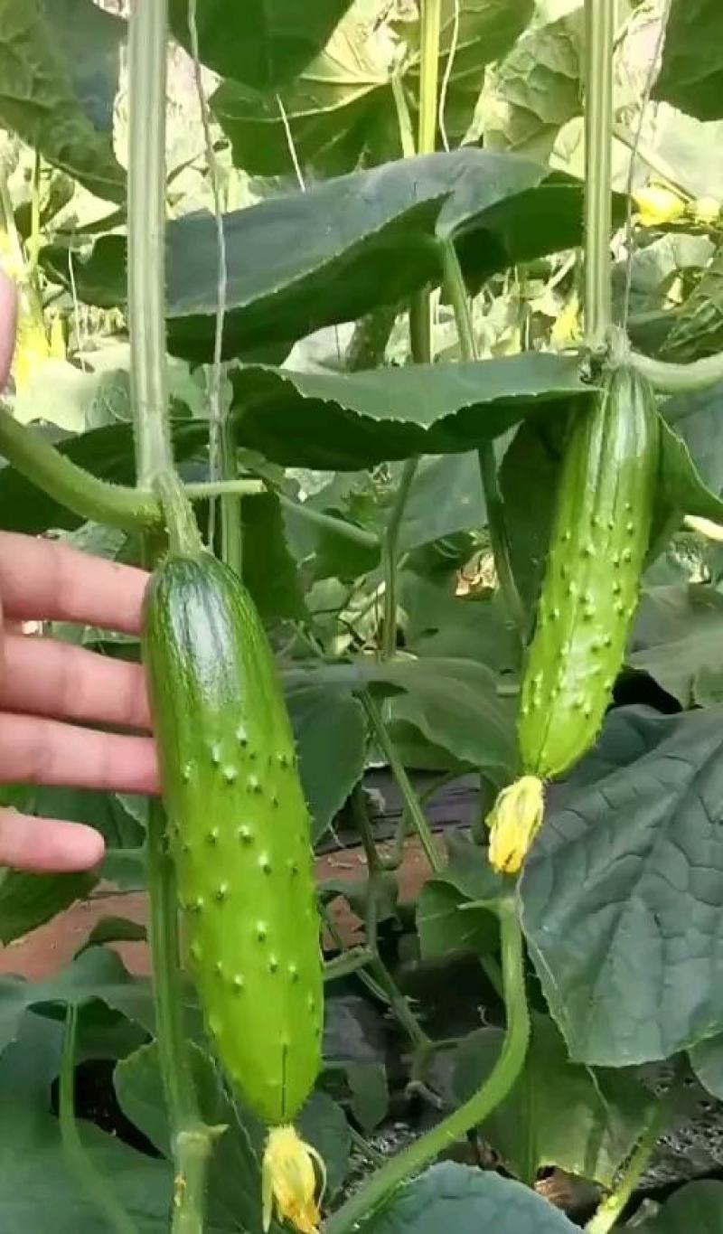 水果黄瓜种子贵妃甜脆嫩油绿全雌瓜码密产量高