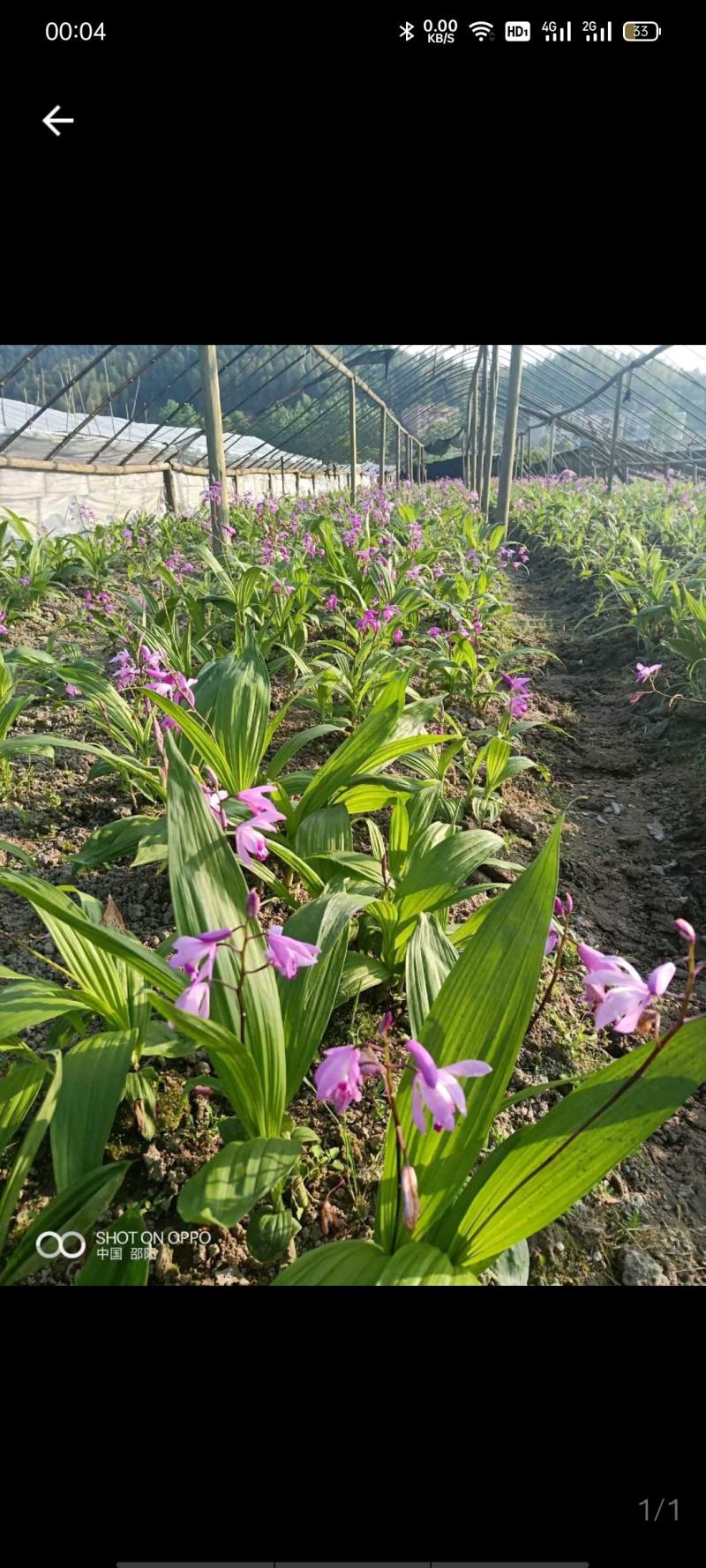 直播苗现货，白芨驯化苗