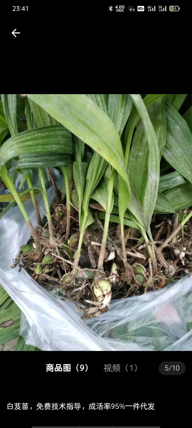 直播苗现货，白芨驯化苗