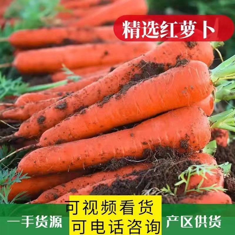 精品.三红胡萝卜，沙地种值，，电商.市场，超市，大量供应