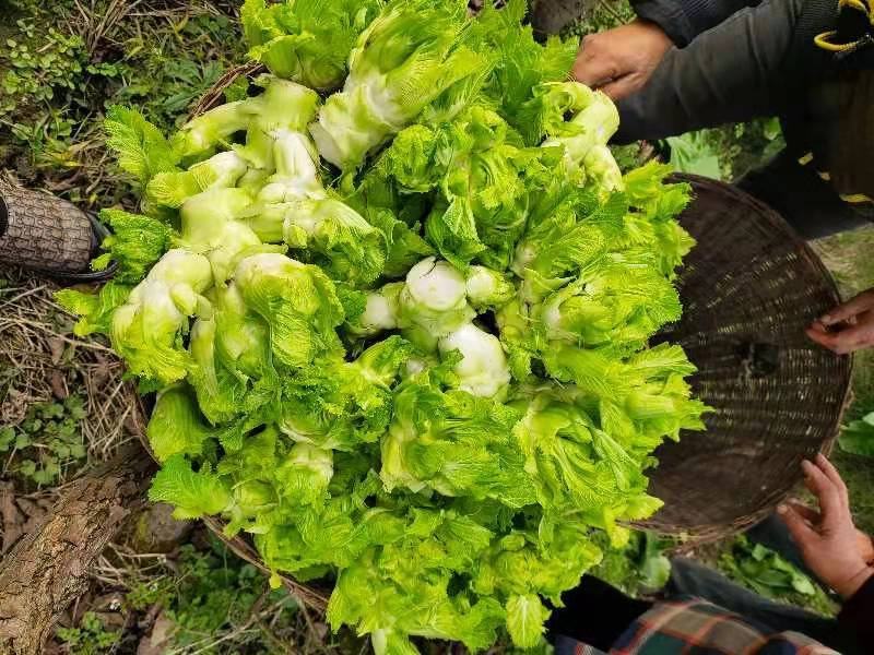 精品儿菜小心子，无红头无空心